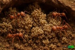 Ants That Practice Fungus Farming Like Tiny Gardeners