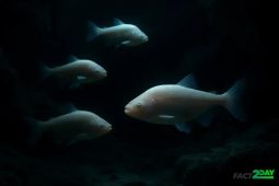 Blind Cave Fish Still Follow a Biological Clock