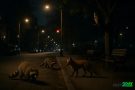 City Animals Adapting to Nighttime Concrete Jungle
