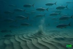 Fish That Move With Underwater Tremors