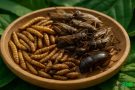The Future on Your Plate: Why Edible Insects Are a Superfood and Sustainability Solution