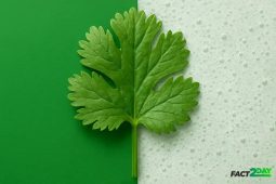 Why Cilantro Tastes Like Soap: The Surprising Genetics Behind Your Food Preferences