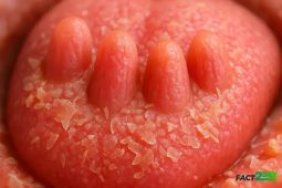 Your Ever-Changing Palate: The Surprising Life Cycle and Regeneration of Your Taste Buds