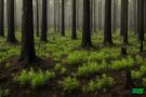 Fire's Embrace: The Surprising Role of Forest Fires in Ecological Renewal