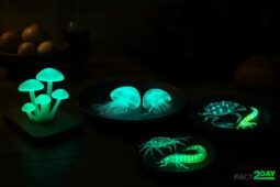Glow on the Plate: The Most Bizarre Foods That Naturally Glow in the Dark
