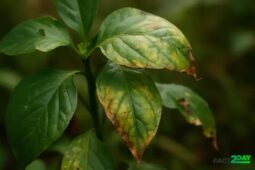 The Silent Scream: The Bizarre and Scientific Debate About Whether Plants Feel Pain or Consciousness