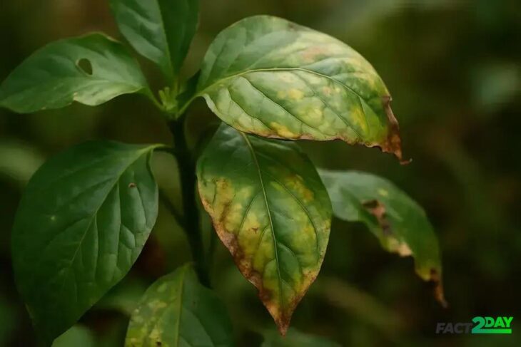 The Silent Scream: The Bizarre and Scientific Debate About Whether Plants Feel Pain or Consciousness